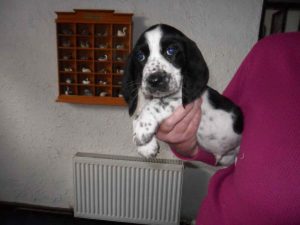 Basset Hound Mix Puppies For Sale