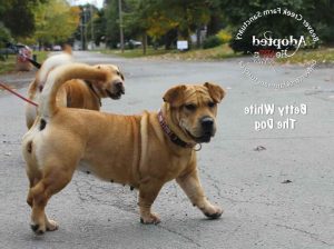 Basset Hound Mix Rescue