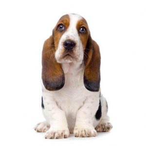 Basset Hound Names Male