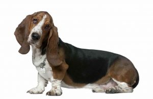 Basset Hound Odor Remedy