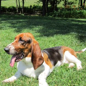 Basset Hound Ohio