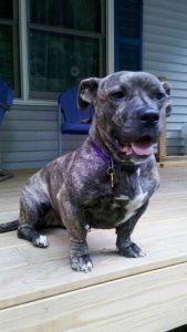 Basset Hound Pitbull Mix For Sale