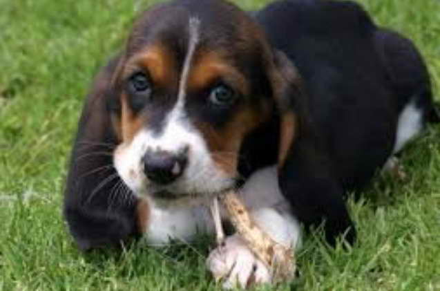 Akc Basset Hound Puppies For Sale | PETSIDI