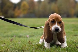 Basset Hound Puppie Pictures