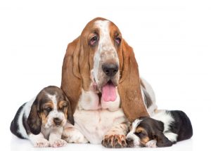 Basset Hound Puppies Arizona