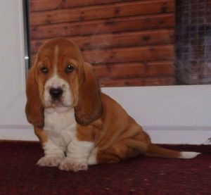 Basset Hound Puppies Austin