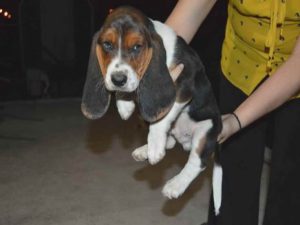 Basset Hound Puppies Austin Texas