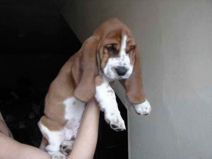 Basset Hound Puppies California