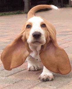 Basset Hound Puppies Colorado