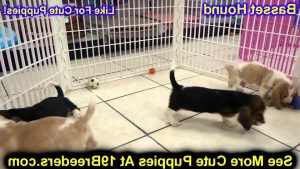 Basset Hound Puppies Colorado Springs