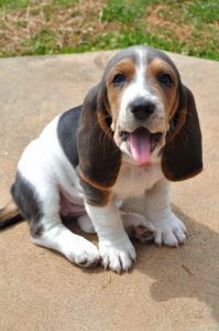 Basset Hound Puppies Denver