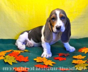 Basset Hound Puppies Fl