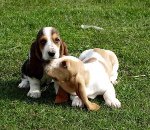 Basset Hound Puppies For Adoption