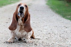 Basset Hound Puppies For Sale Houston Tx