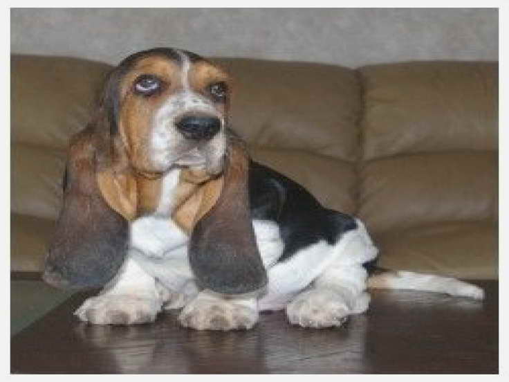 Basset Hound Puppies For Sale In Alabama