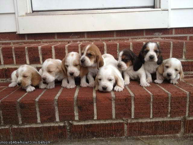 Basset Hounds For Sale In Ga