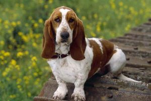 Basset Hound Puppies For Sale In Illinois