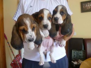 Basset Hound Puppies For Sale In Kansas