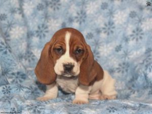 Basset Hound Puppies For Sale In Wisconsin
