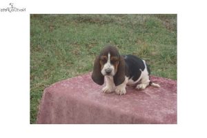 Basset Hound Puppies For Sale Kansas City