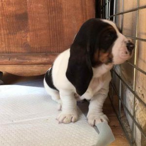 Basset Hound Puppies For Sale Michigan