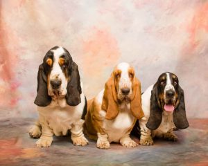 Basset Hound Puppies For Sale Seattle