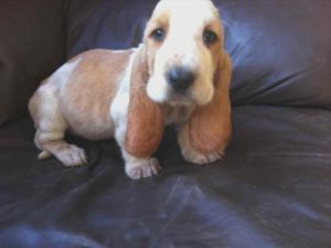 Basset Hound Puppies For Sale Tn