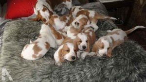 Basset Hound Puppies For Sale Washington State