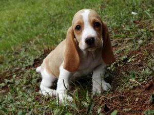 Basset Hound Puppies Georgia