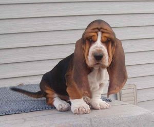 Basset Hound Puppies Howling