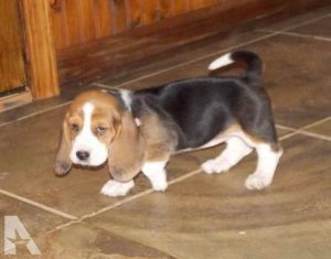Basset Hound Puppies Mississippi
