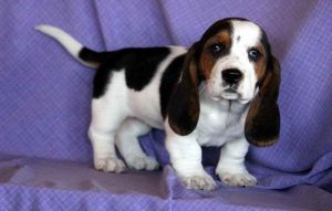 Basset Hound Puppies Nc