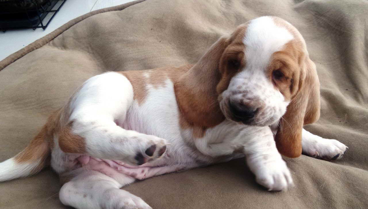 Basset Hound Puppies New England | PETSIDI