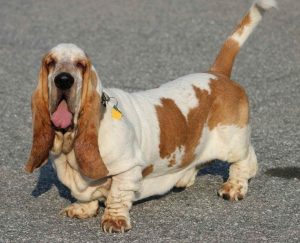 Basset Hound Puppies North Carolina