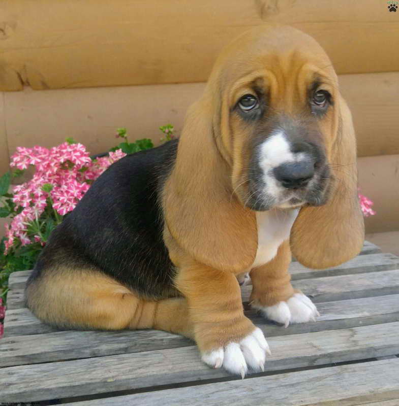 cheap basset hound puppies for sale near me