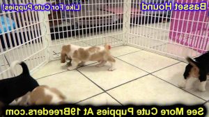 Basset Hound Puppies Okc