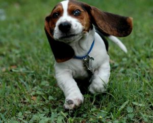 Basset Hound Puppies Oregon