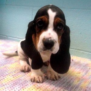 Basset Hound Puppies Pennsylvania
