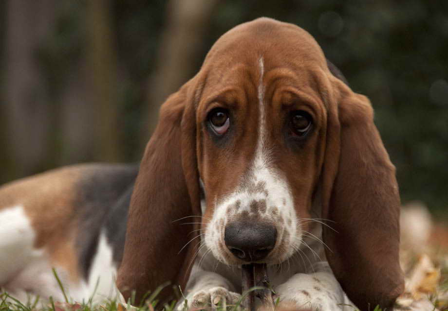 basset hounds craigslist