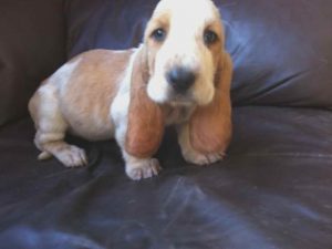 Basset Hound Puppies Sale
