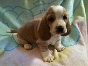 Basset Hound Puppies Sc