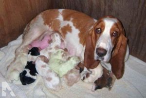 Basset Hound Puppies Texas