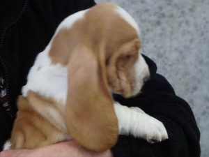 Basset Hound Puppies Vermont