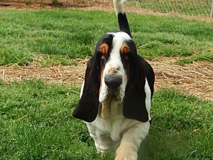 Basset Hound Puppies Virginia