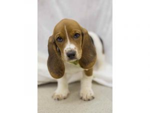 Basset Hound Puppies Wichita Ks