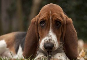 Basset Hound Pupppies