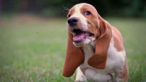 Basset Hound Puppy Videos