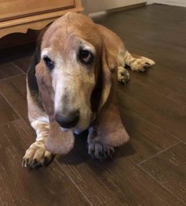 Basset Hound Rescue Colorado