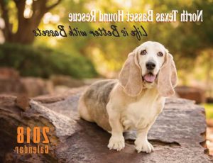 Basset Hound Rescue Dallas