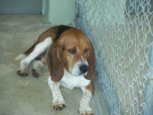 Basset Hound Rescue Florida